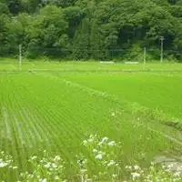 นาข้าวที่สร้างขึ้นที่เชิงเขาแอลป์ใต้