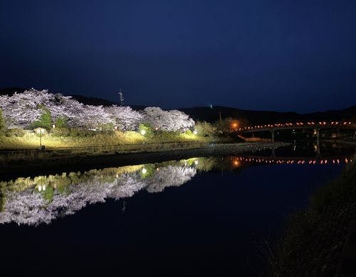 五十鈴川　夜桜