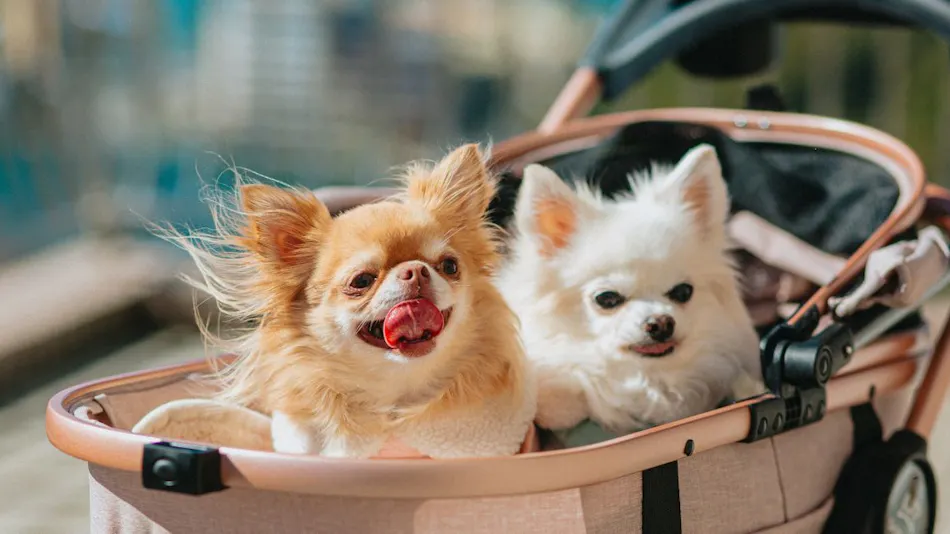 KAREN Hamanako with Dog
