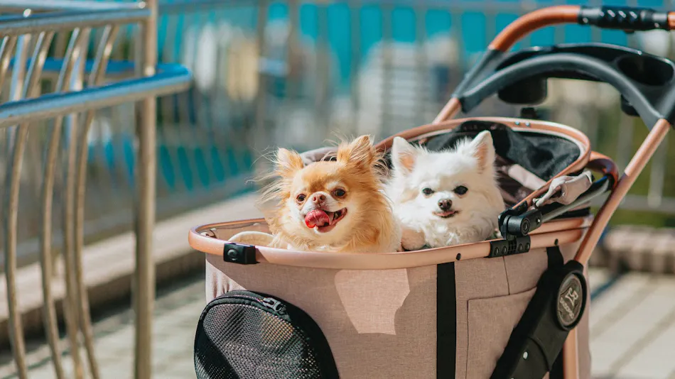 KAREN Hamanako with Dog