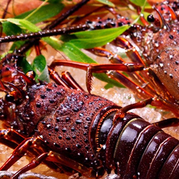 กุ้งมังกรญี่ปุ่น