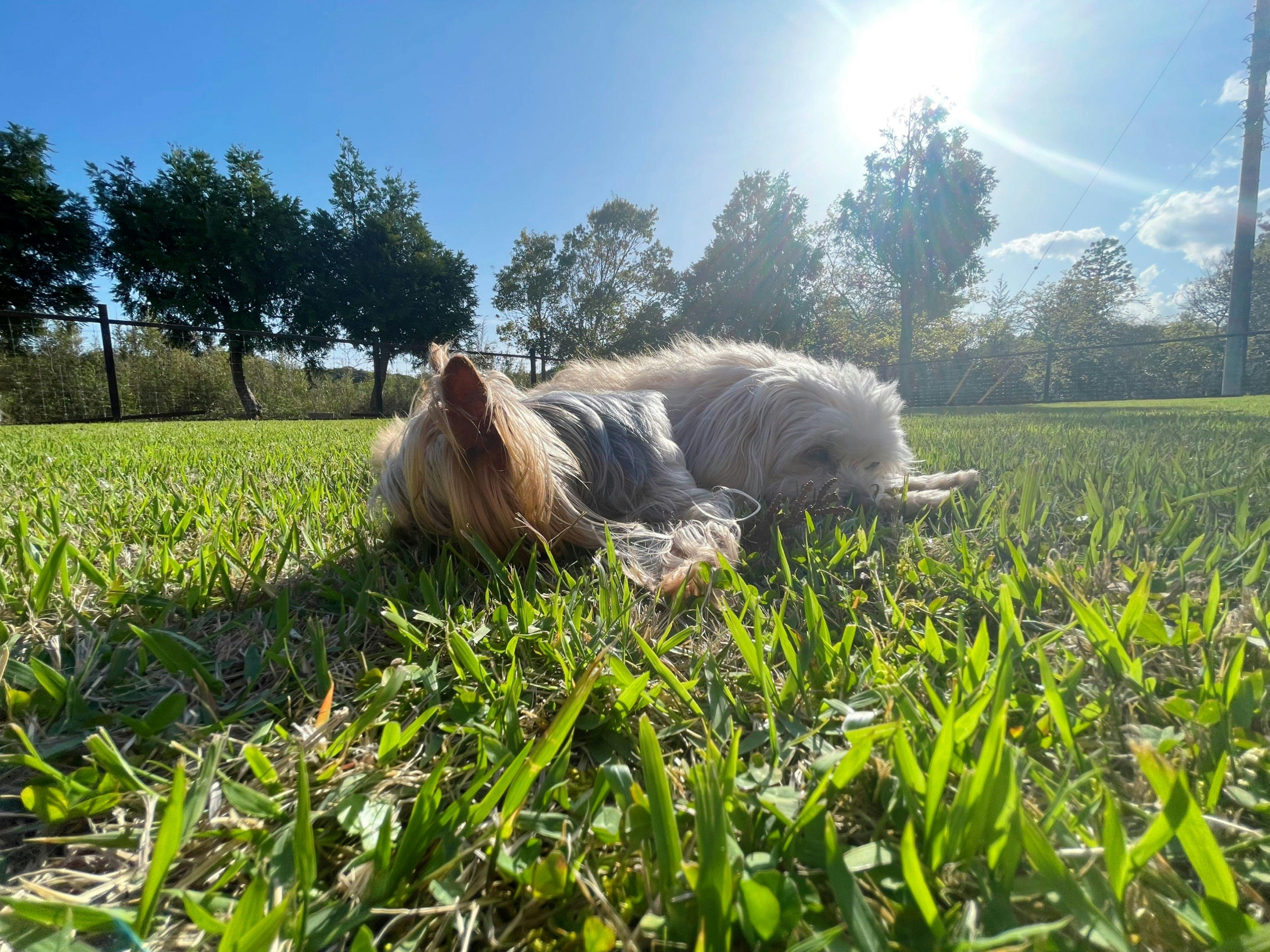 พื้นที่วิ่งเล่นสำหรับสุนัขโดยเฉพาะปูด้วยหญ้าธรรมชาติทั้งหมด