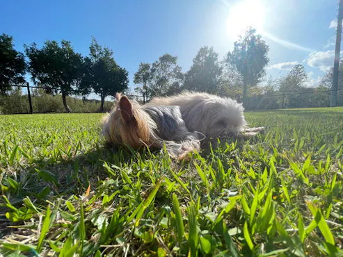 พื้นที่วิ่งเล่นสำหรับสุนัขโดยเฉพาะปูด้วยหญ้าธรรมชาติทั้งหมด