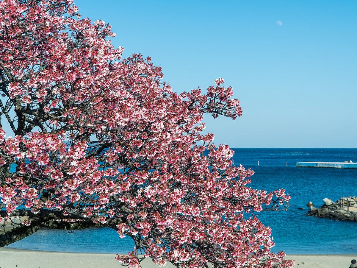 เทศกาลซากุระอิโตะกาวะที่อาตามิ