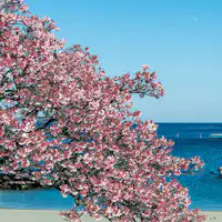 เทศกาลซากุระอิโตะกาวะที่อาตามิ