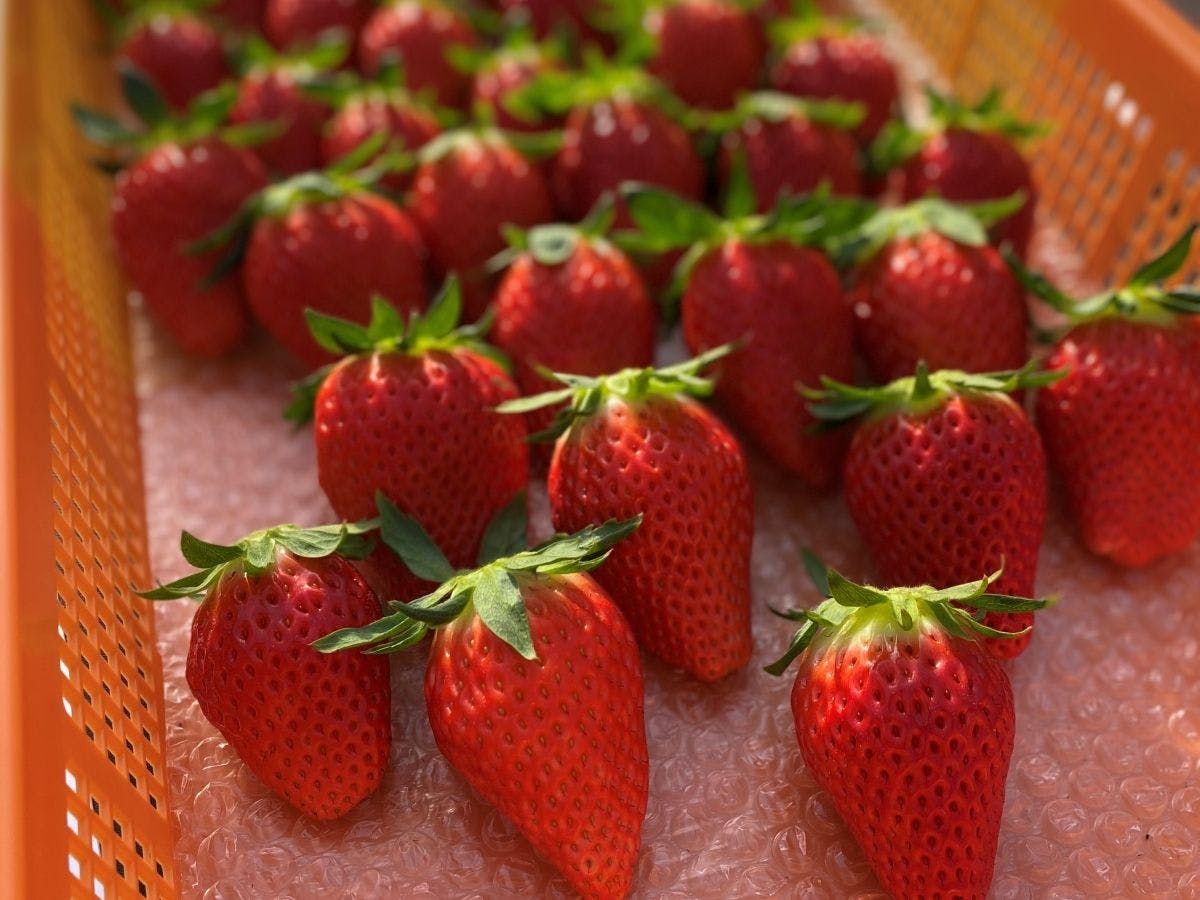 การเก็บสตรอเบอร์รี่