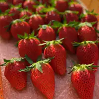 การเก็บสตรอเบอร์รี่