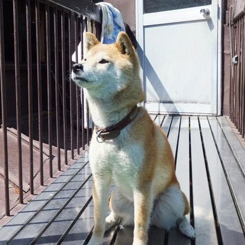 โซระจัง