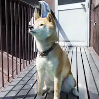 โซระจัง