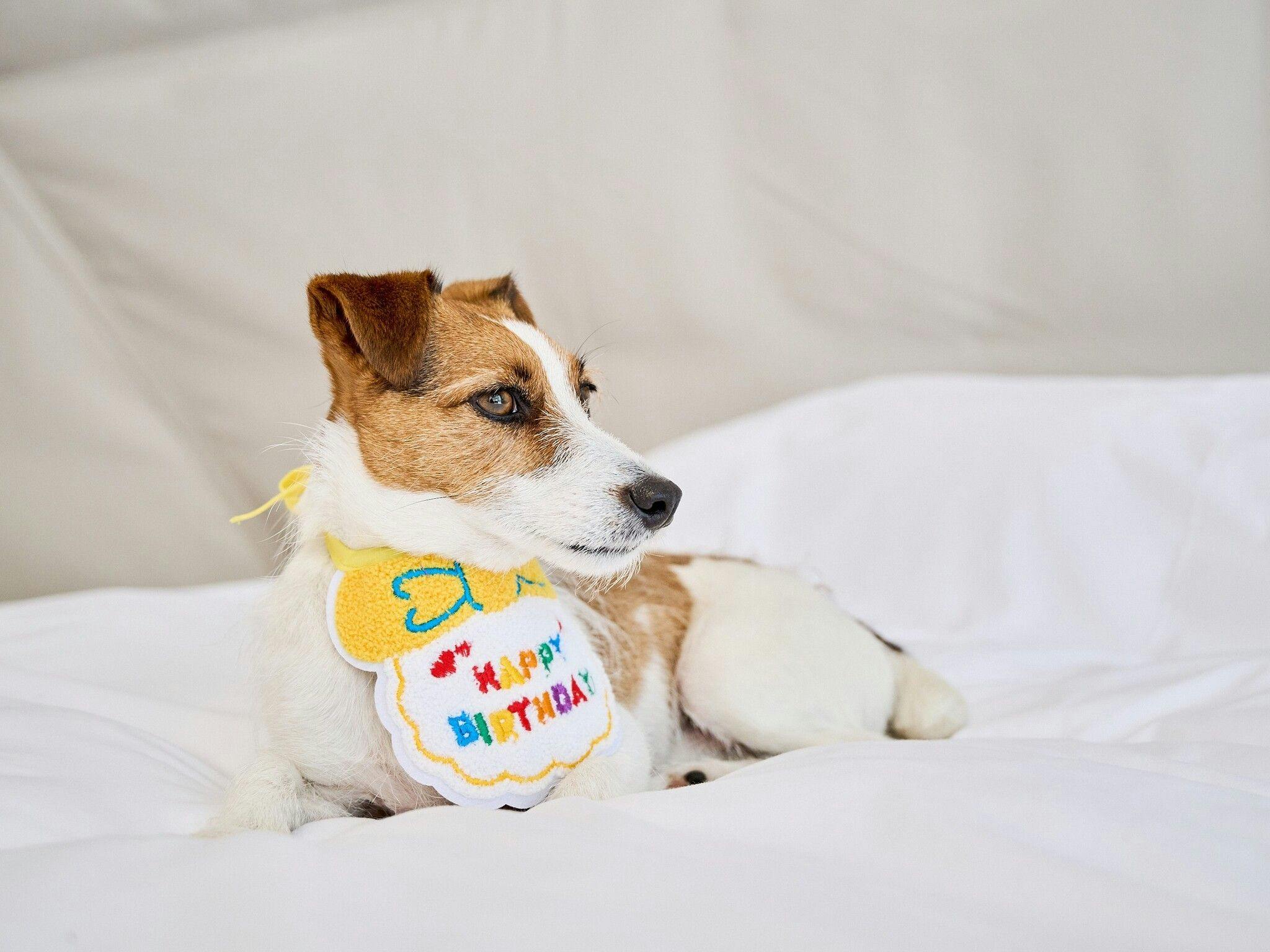 Marunomori Glamping with Dog