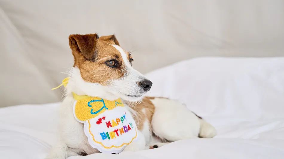 Marunomori Glamping with Dog