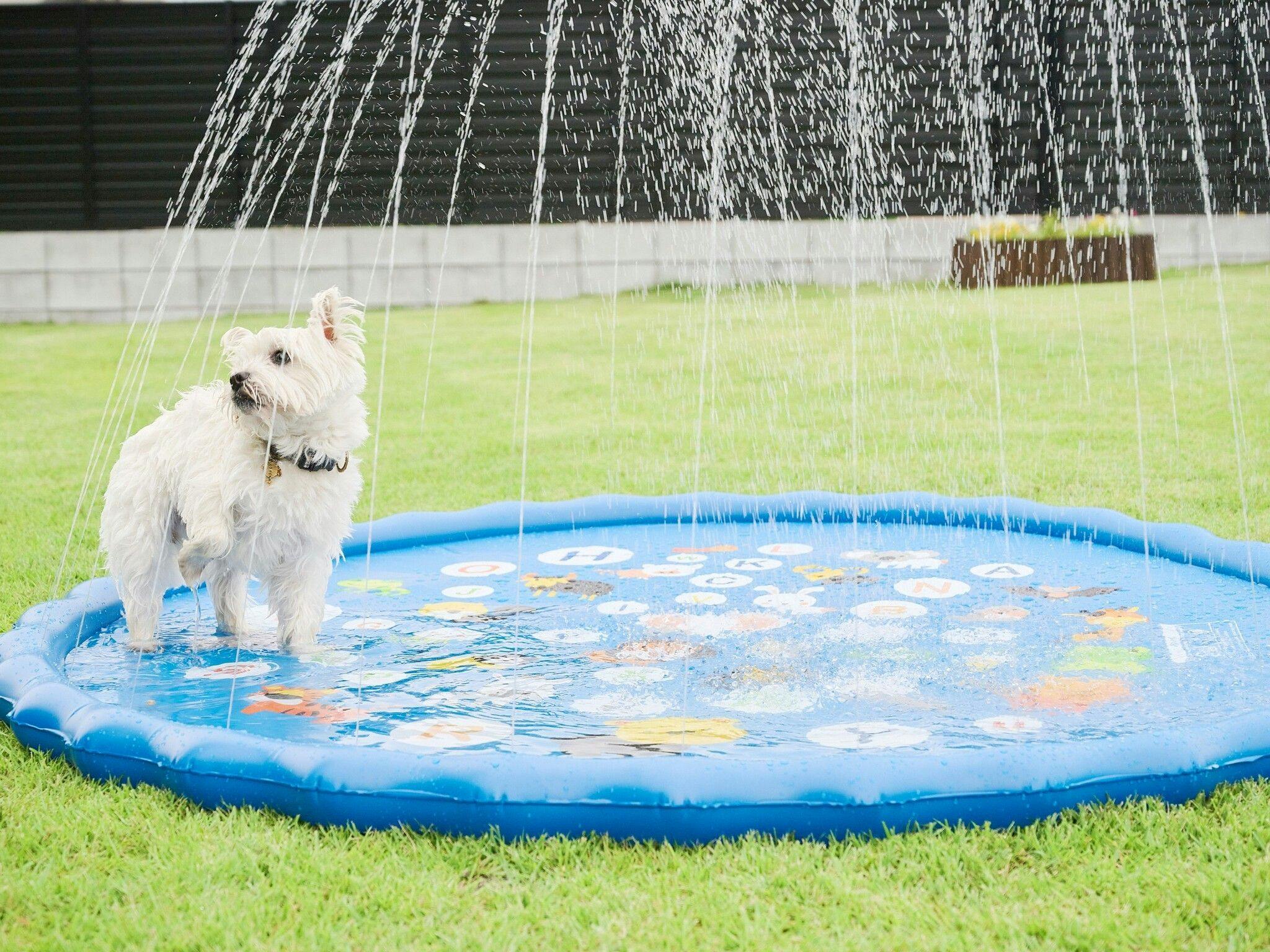 Marunomori Glamping with Dog