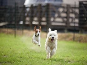 まるのもり　Glamping　with　Dog