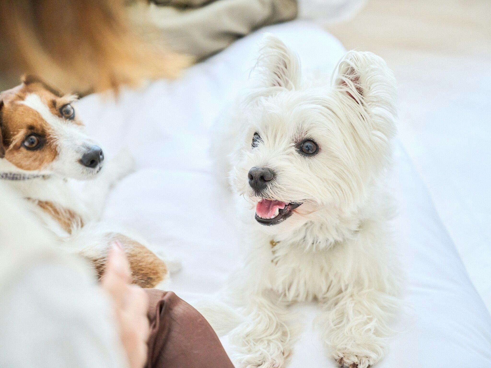 Marunomori Glamping with Dog