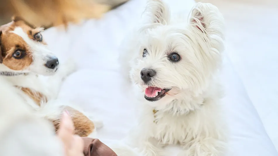 Marunomori Glamping with Dog
