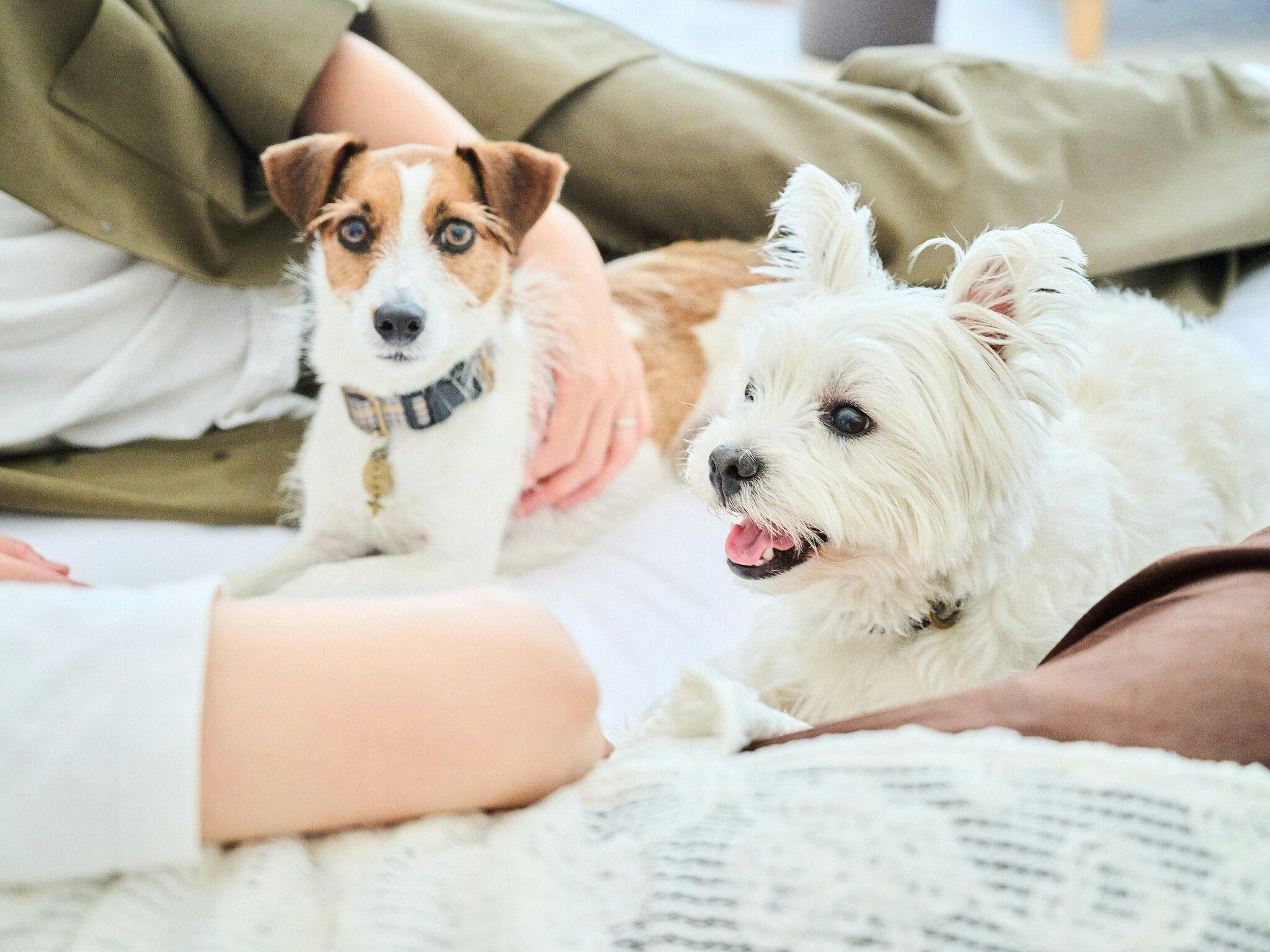 Marunomori Glamping with Dog