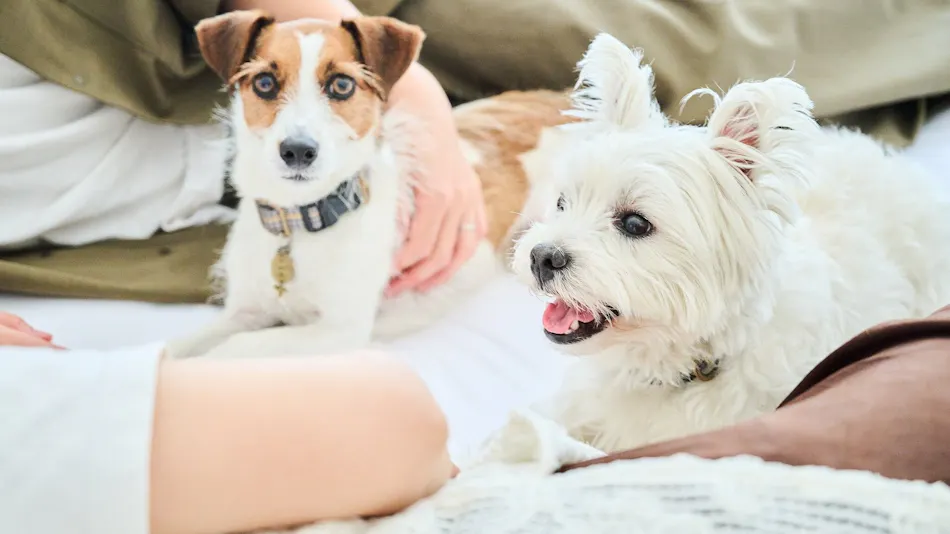 Marunomori Glamping with Dog