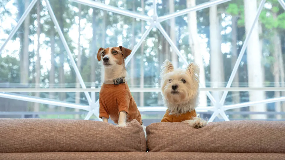 Marunomori Glamping with Dog