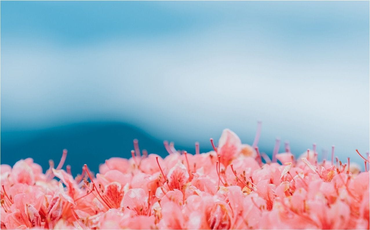 ＜ดอกอาซาเลียบนภูเขาคัตสึรางิ＞