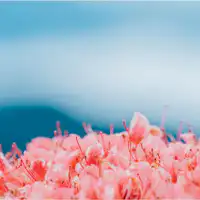 <ดอกอาซาเลียบนภูเขาคัตสึรางิ>