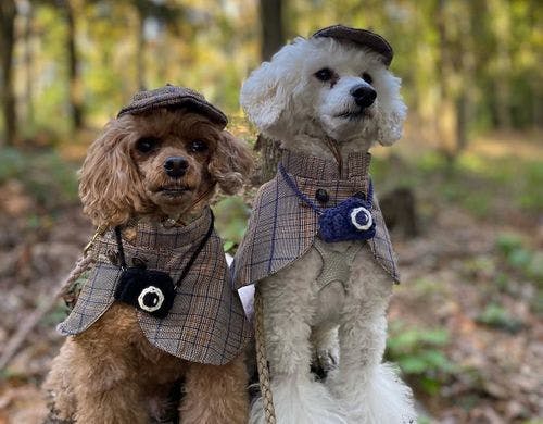 ワンちゃんのコスプレ