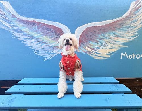 Morocco　Wingでメモリアルフォトを。