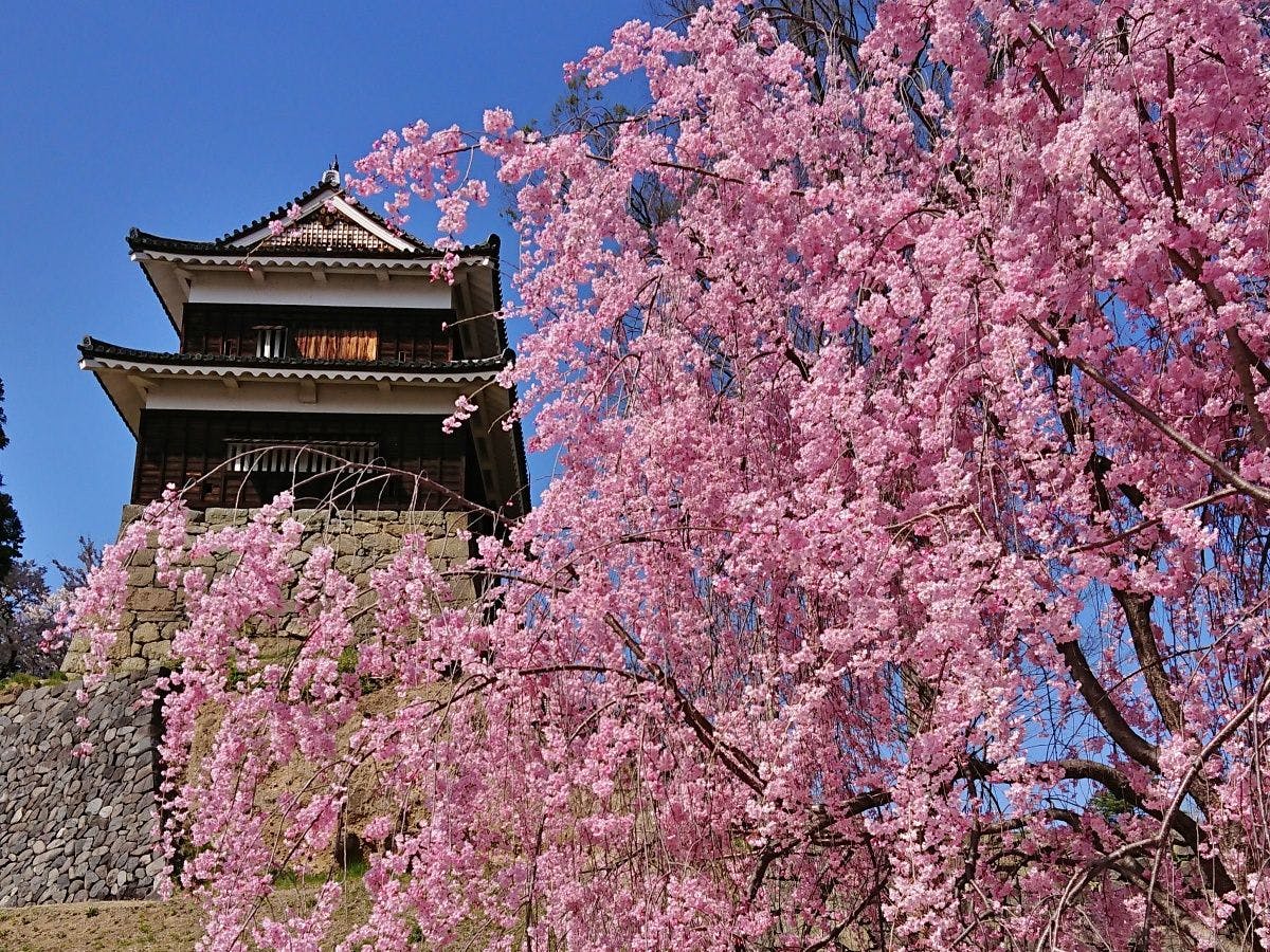 ซากุระที่ปราสาทอุเอดะ