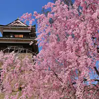 ซากุระที่ปราสาทอุเอดะ