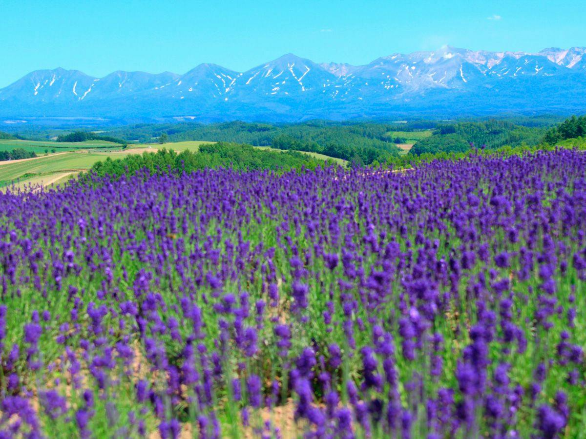 Pension Landscape Furano