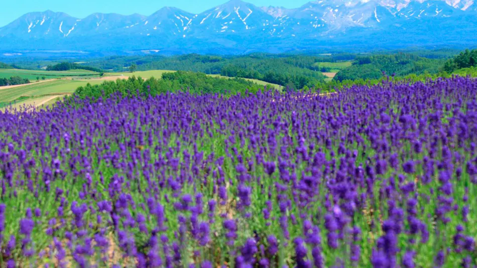 Pension Landscape Furano