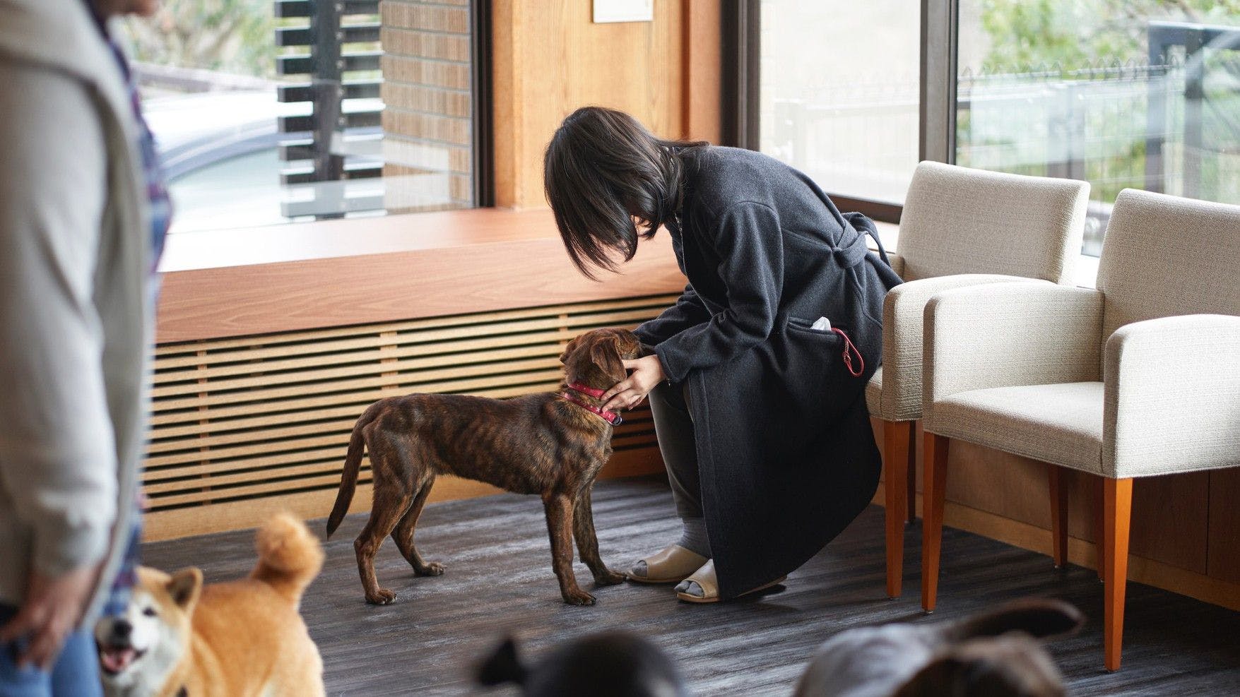 【ลานวิ่งเล่นในร่มสำหรับสุนัข】