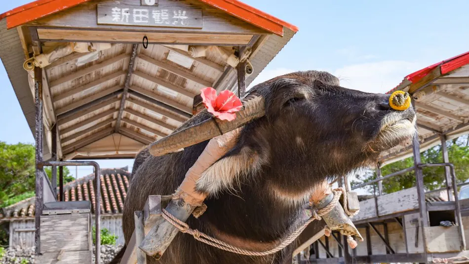 Yadoya Takenoko <Taketomi Island>