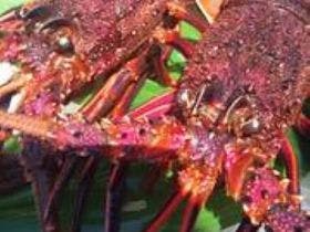 しまなみ海道　料理旅館　富士見園