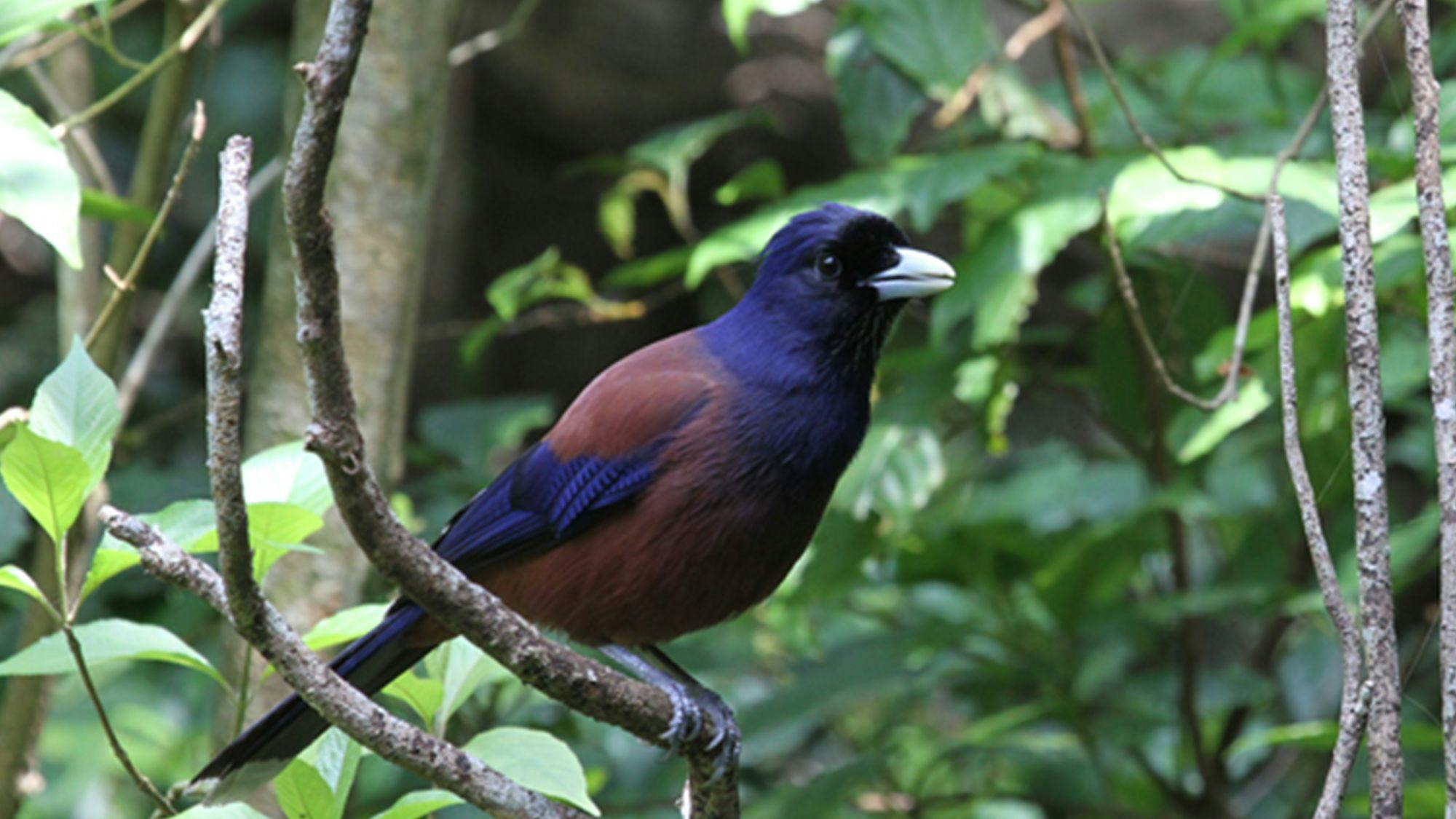 Lidth's Jay