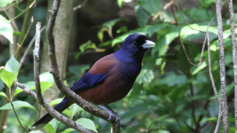 Lidth's Jay