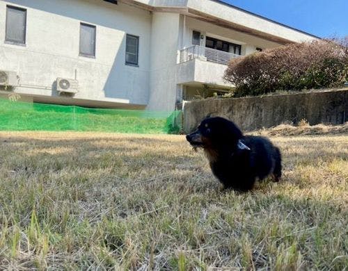 【ドッグラン】