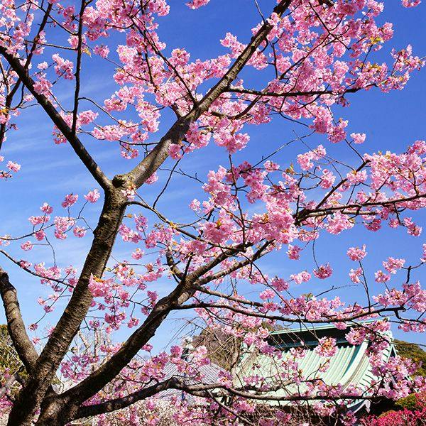 KKR Kamakura Wakamiya (Kamakura Resort for National Public Service Personnel Mutual Aid Association)