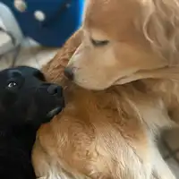 • 【Haiwan peliharaan】Anjing penjaga akan menyambut anda semua