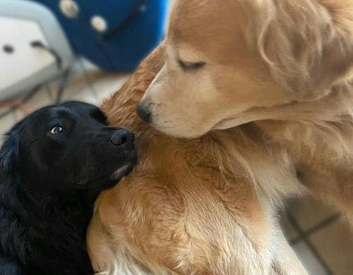 ・【ペット】板犬が皆様をお出迎え