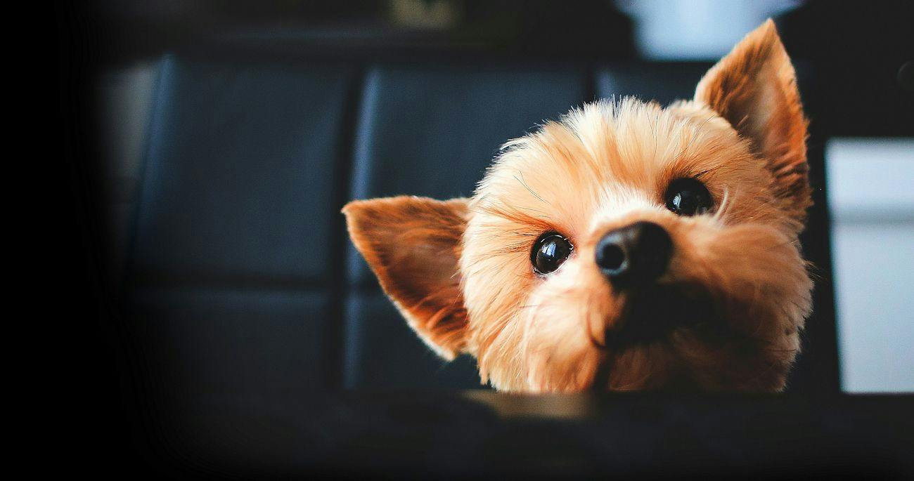 A Relaxing Onsen Accommodation with Your Beloved Dog - Momo no Ki Onsen Sanwaso