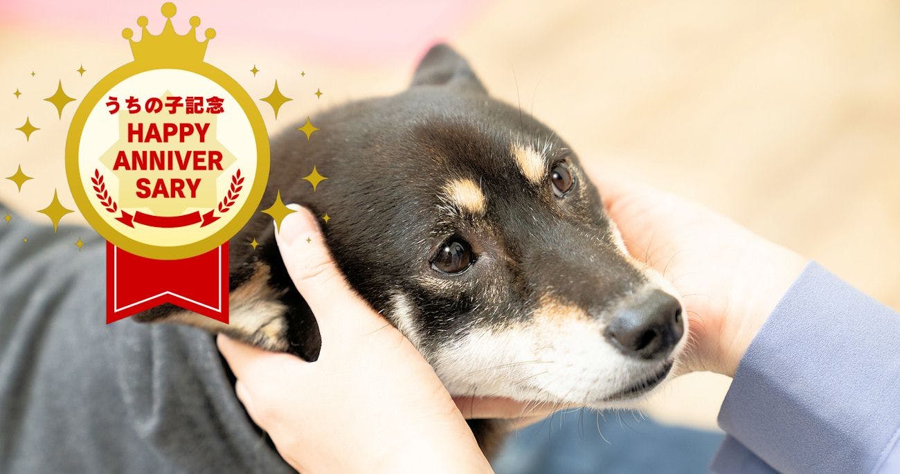 A Relaxing Onsen Accommodation with Your Beloved Dog - Momo no Ki Onsen Sanwaso