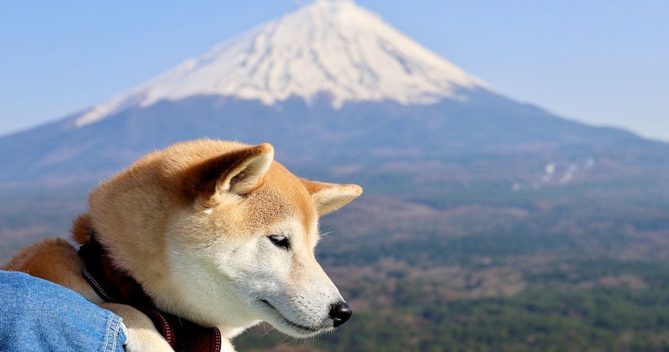 A Relaxing Onsen Accommodation with Your Beloved Dog - Momo no Ki Onsen Sanwaso