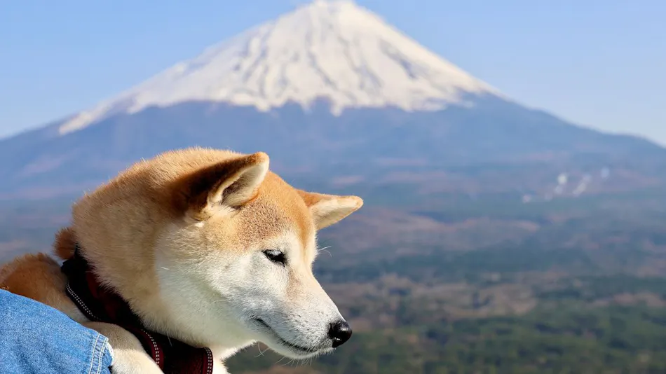 A Relaxing Onsen Accommodation with Your Beloved Dog - Momo no Ki Onsen Sanwaso
