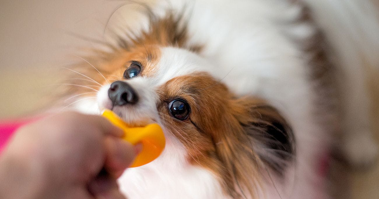A Relaxing Onsen Accommodation with Your Beloved Dog - Momo no Ki Onsen Sanwaso
