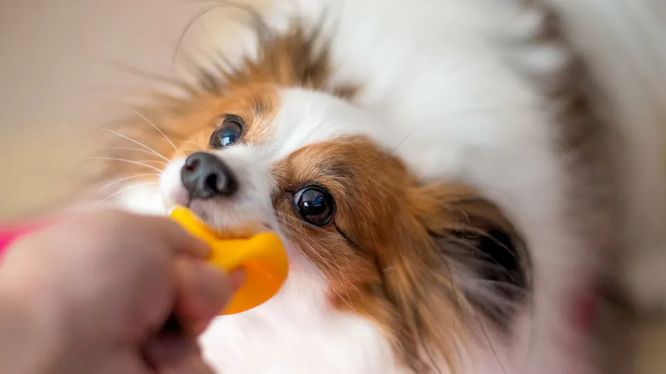 A Relaxing Onsen Accommodation with Your Beloved Dog - Momo no Ki Onsen Sanwaso