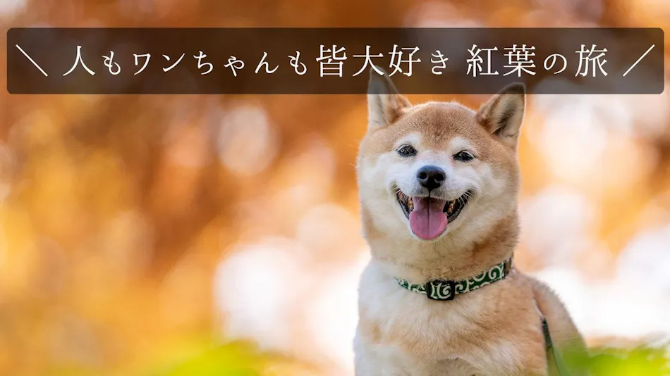A Relaxing Onsen Accommodation with Your Beloved Dog - Momo no Ki Onsen Sanwaso