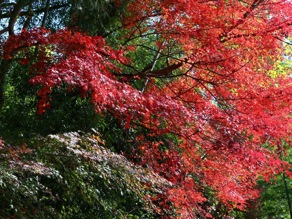 Satoyama Glamping Musubi