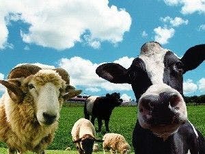 【マザー牧場入場券付】動物と自然を楽しむ休日ステイ｜ホテル自慢の朝食＜朝食付＞