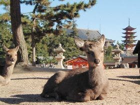 広島グランドインテリジェントホテル （広島インテリジェントホテルグループ）