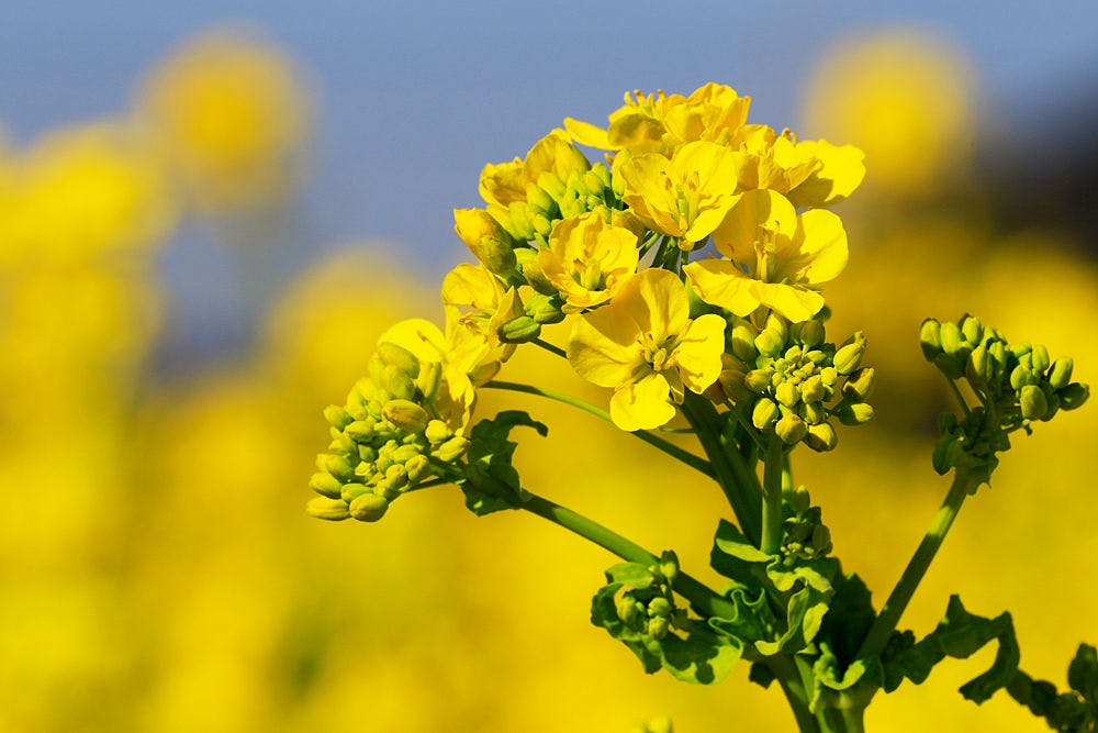 油菜花
